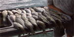 Great Catch for the Day